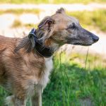 Windhundhalsband schwarz – Bild 2