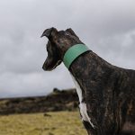 Windhundhalsband grün – Bild 3
