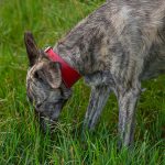 Windhundhalsband Rot – Bild 3