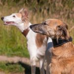 Windhundhalsband schwarz – Bild 3