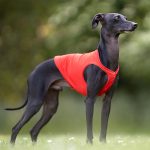 Coursingdecken - Rot und Weiß – Bild 2