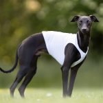 Coursingdecken - Rot und Weiß – Bild 3