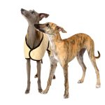 Windhund Wintermantel Gesteppt Beige – Bild 4
