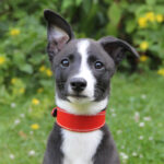 Windhundhalsband Rot – Bild 4