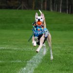 Jacke Softshell und Fleece Geometrisch (mit Reißverschlüssen) – Bild 4